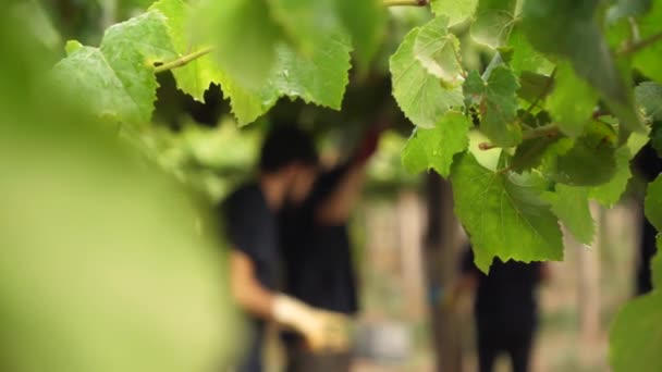 Vine Plants Detail Vineyard People Out Focus Harvest Season Collecting — Stockvideo