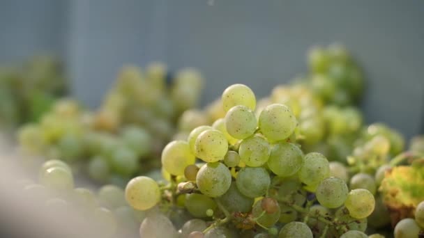 Grapes Falling Cage Harvest Wine Production Slow Motion Travelling — Vídeo de stock