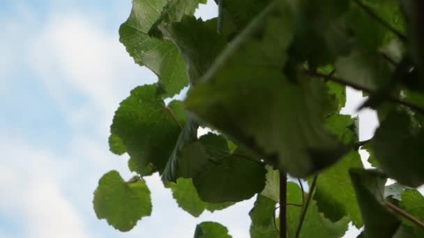 Green Wet Vine Leaves Morning Blue Sky Background — Vídeo de stock