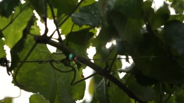 Vine Leaves Wet Morning Low Angel Lens Flare Vineyard Galicia — ストック動画