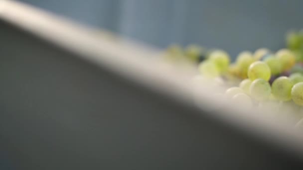 Detail White Grapes Box Harvest Slow Motion Travelling — Video