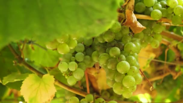 Bunch Ripe Grapes Hanging Vine Harvest Season Close Slow Motion — Vídeo de stock