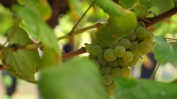 Bunch Grapes Hanging Vine People Harvest Background — ストック動画