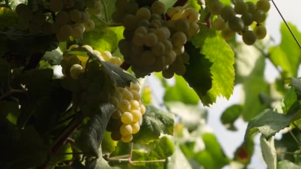 Beautiful White Grape Bunch Summer Vineyard Spain Close Slow Motion — 图库视频影像