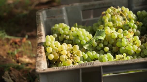 Fresh Collected Grapes Box Vineyard Sunny Day Close Slow Motion — 图库视频影像