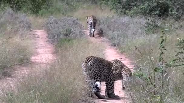 Pair Leopards Walk Together Dirt Path Africa — Vídeos de Stock