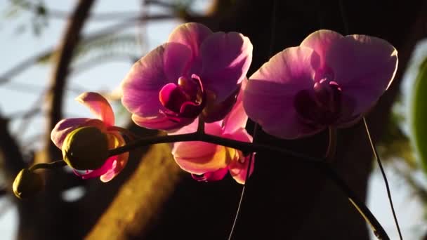 Pastel Pink Phalaenopsis Orchid Flowers Backlit Gentle Sunlight Close — ストック動画