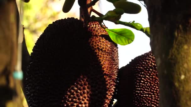 Large Brown Jackfruit Tropical Fruits Grow Ripe Stems Jack Tree — Stok Video