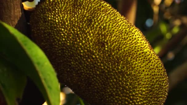 Single Yellow Jackfruit Rough Spiky Skin Close Tropical Fruit Growing — Stock video