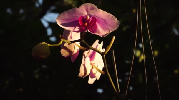 Delicate Pink Orchid Flowers Flutter Wind Elegant Blossoms Outdoor Garden — ストック動画