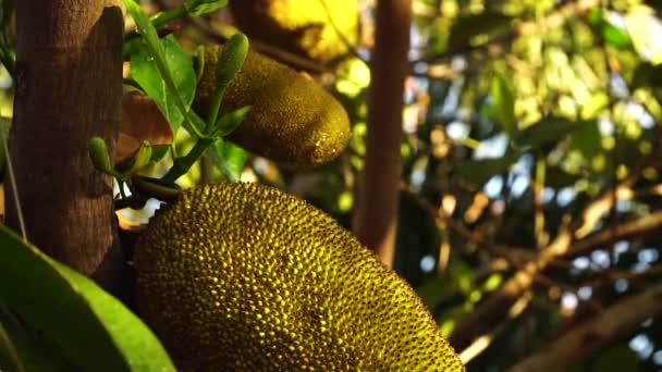 Tropical Jackfruit Fruits Growing Evergreen Tree Branches Ripen Sunlight — Stok video