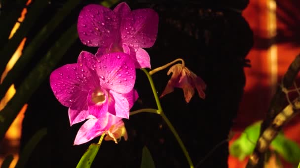 Exotic Magenta Orchid Flowers Water Drops Petals Tropical Garden — Video Stock