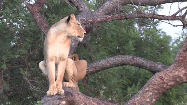 Lioness Surveys Land While Sitting Perched High Fallen Tree Another — Stock video
