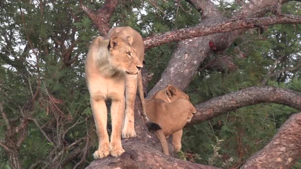 Lioness Surveys Land While Standing Tall Fallen Tree Another Female — Stock Video