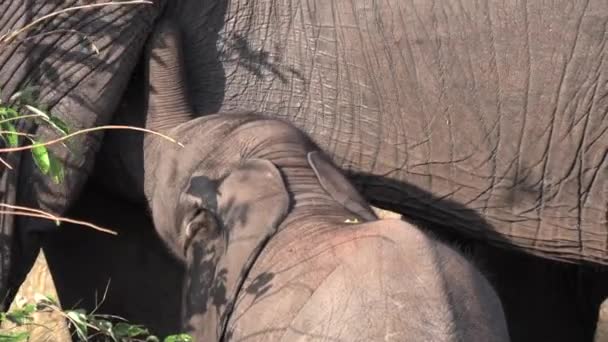 Close Tiny Elephant Calf Suckling Mother Teat — Vídeo de stock