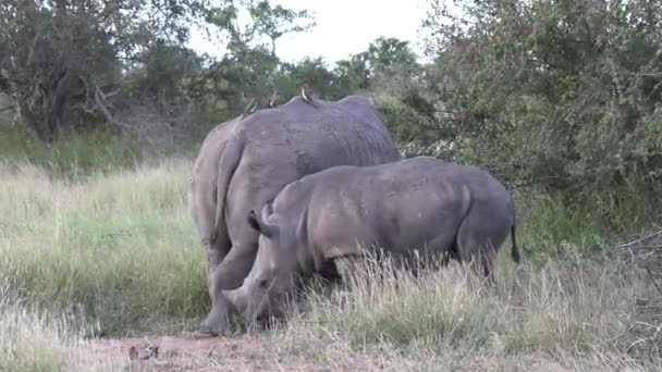 Μια Μητέρα White Rhino Και Μοσχάρι Της Βόσκουν Ειρηνικά Στο — Αρχείο Βίντεο