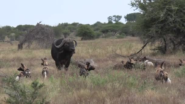 Pack African Wilddogs Toying Old Cape Buffalo Bull Wilddogs Surround — Vídeo de Stock