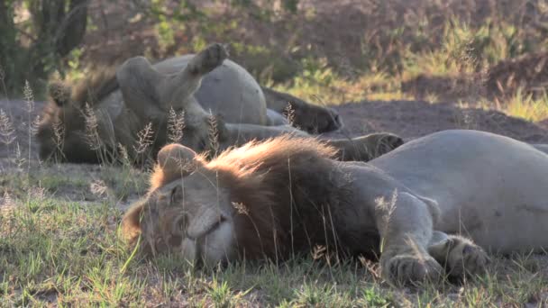 Beautiful African Scene Male Lions Sleeping While Backlit Early Morning — Stockvideo