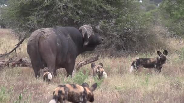 Exciting Interactions Pack African Wild Dogs Surround Old Cape Buffalo — Stockvideo