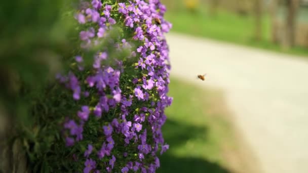 Close Flowers Wild Bees Sucking Petals While People Walking Background — Vídeos de Stock