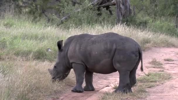 Curious White Rhino Calf Explores Dirt Road African Back Country — ストック動画