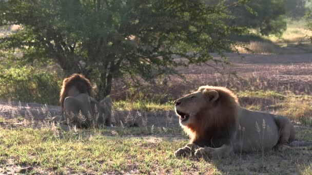 Male Lion Roaring Early Morning Sun His Breath Visible Air — Vídeos de Stock