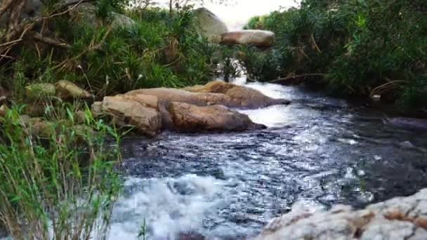 Rushing Stream Torrent Shiny Water Lush Tropical Wilderness — Stockvideo