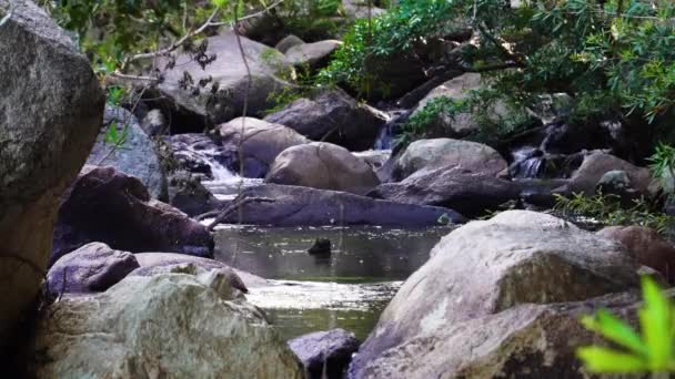Serene Mountain Stream Flow Swiftly Stones Tropical Wilderness — Stock video