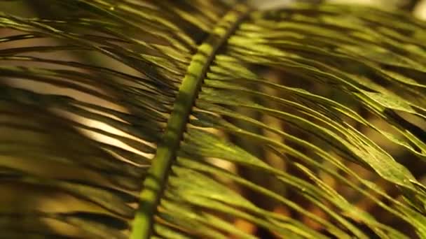 Sunlit Palm Leaf Shakes Wind Olive Green Frond Structure Close — Stok video