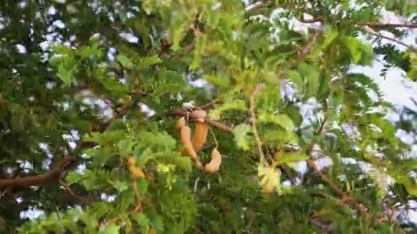 Tropical Tamarind Tree Branches Fruits Leafage Billowing Wind — 图库视频影像