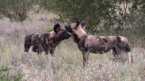 Gimbal Shot Wild Dogs Interacting Wild Close — Vídeo de Stock