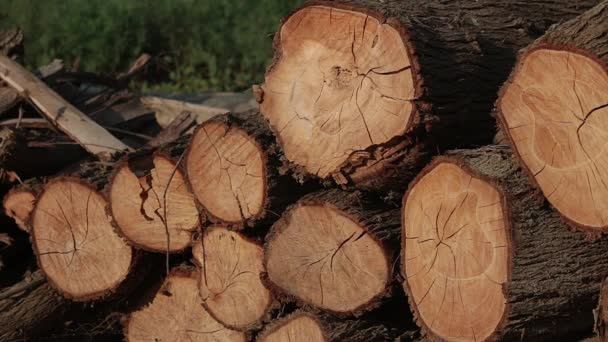 Stack Chopped Eucalyptus Wood Pile Wooden Logs Timber Still Shot — Vídeos de Stock