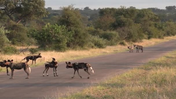 Gimbal Shot Pack Wild Dogs Followed Hyenas — Stockvideo