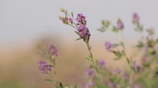 Alfalfa Purple Flowers Blowing Wind Medicago Sativa Close Sunny — Stock Video