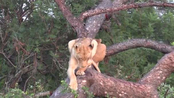 Lioness Stretches Out Rest Fallen Tree Another Lioness Rests Her — Vídeo de Stock