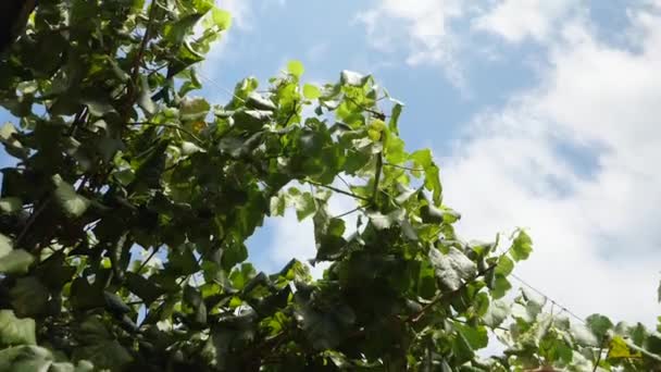 Grape Leaves Blue Summer Sky Background — Vídeo de stock