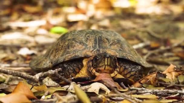 Small Tortoise Front View Close Turtle Dry Leaves Ground Looking — Stock Video