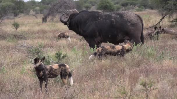 Animal Confrontation Old Cape Buffalo Bull Charges Pack Wild Dogs — Vídeos de Stock