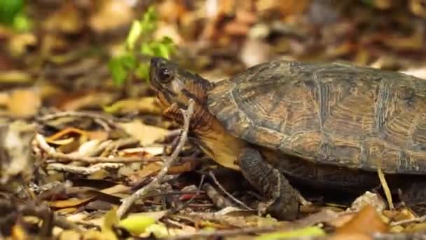 Wild Turtle Crawling Dry Leaves Ground Exploring Environment Close — Stock video