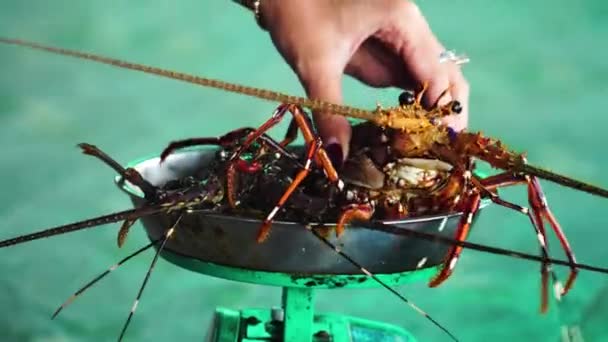 Large Living Crawfish Langouste Escape Shop Weight Tray Close — Stok video