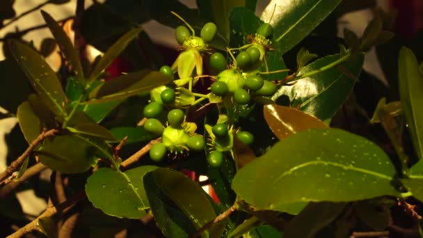 Water Drops Slick Ochna Plant Leaves Unique Green Fruits Close — Wideo stockowe