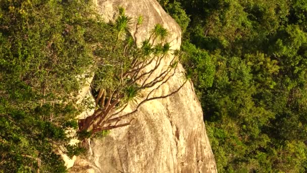 Steep Coastal Rock Bluff Lush Tropical Vegetation Dense Forest — Stockvideo