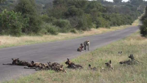 Pack African Wild Dogs Seemed Unphased Curious Hyena Walks Right — Vídeo de Stock
