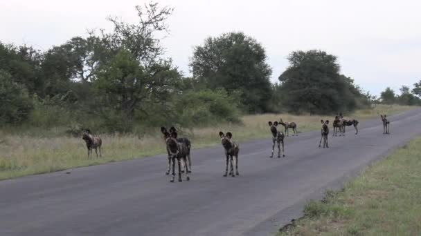 Wide Shot Pack African Wild Dogs Standing Paved Road Watching — Vídeo de Stock