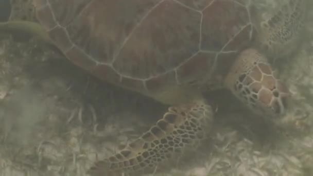 Close View Longgerhead Turtle Caretta Caretta Feeding Algae Sandy Floor — Video Stock