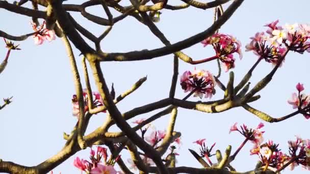 Pink Flower Clusters Plumeria Tree Branches Flutter Wind Sky Background — Video