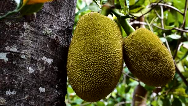 Close Shot Tropical Jackfruits Growing Tree Wildlife Forest Daytime Vietnam — Stock videók