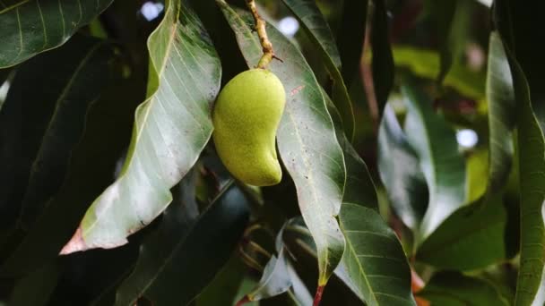 Close Growing Mango Pods Green Leaves Windy Day Vietnam Organic — Stock video