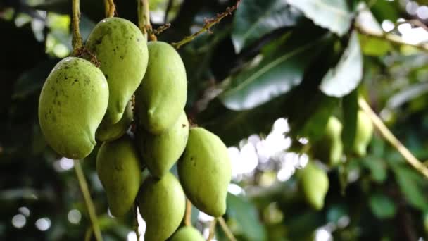 Green Mangoes Mango Tree Growing Sunny Day Wild Forest Vietnam — Wideo stockowe