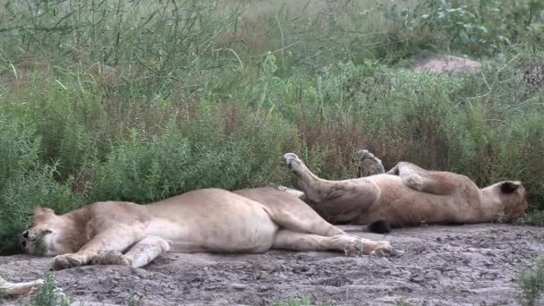 Στατικός Πυροβολισμός Δύο Λιονταριών Που Κοιμούνται Άγρια Κατάσταση — Αρχείο Βίντεο